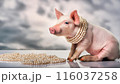 AI生成｜豚に真珠イメージ｜無駄、もったいないイメージ 116037258