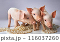 AI生成｜豚に真珠イメージ｜無駄、もったいないイメージ 116037260