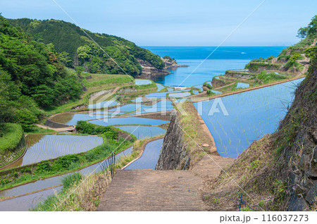 水が張られた浜野浦の棚田 116037273