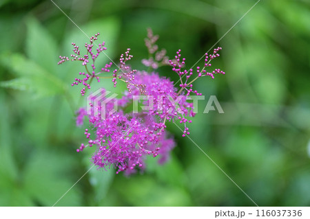 五月の花 116037336