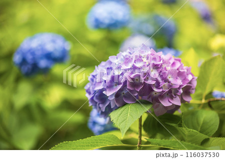 6月の花 6月の花 116037530