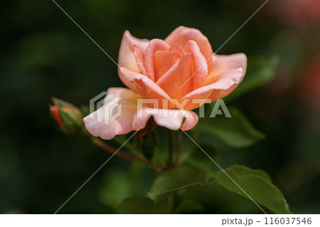6月の花 6月の花 116037546
