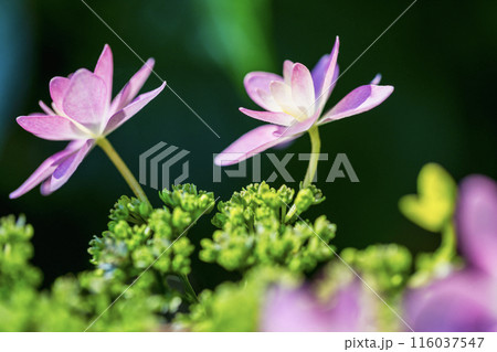 6月の花 6月の花 116037547