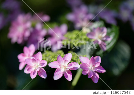 6月の花 6月の花 116037548