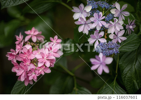 6月の花 6月の花 116037601