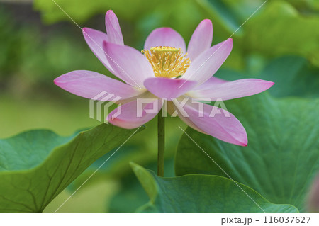 6月の花 116037627