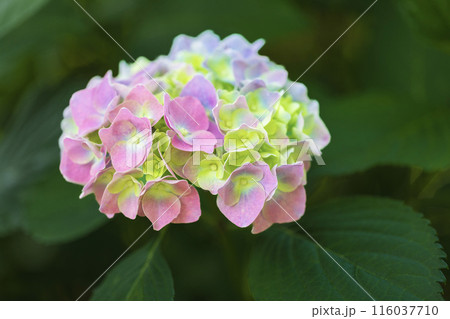 6月の花 116037710