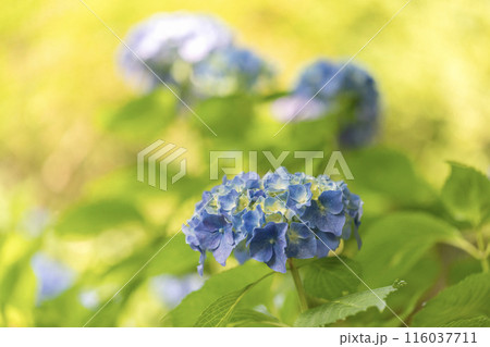 6月の花 6月の花 116037711