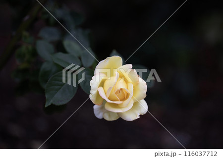 6月の花 116037712