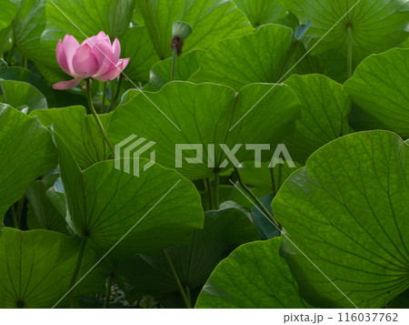 ひっそり咲く蓮の花 ひっそり咲く蓮の花 116037762