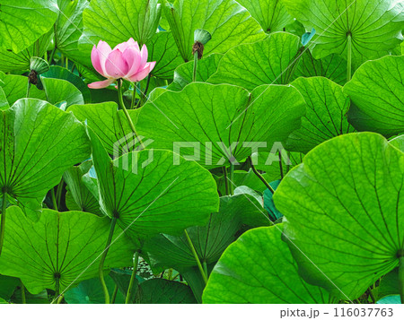 蓮の葉と一輪の蓮の花 116037763