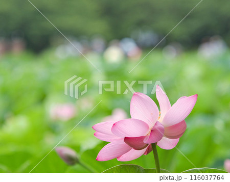 朝の美しい蓮の花 朝の美しい蓮の花 116037764