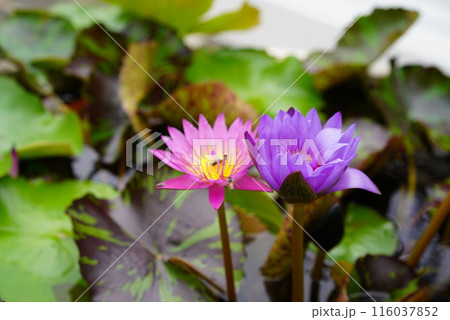 ハスの花 ハスの花 116037852
