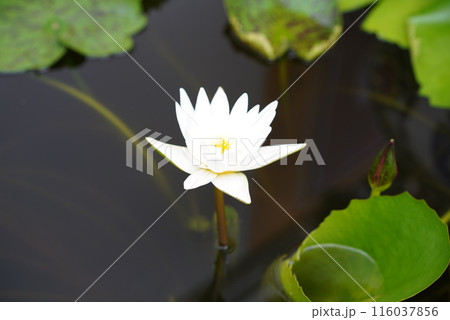 ハスの花 116037856