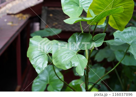 ジムトンプソンの家 ジムトンプソンの家 116037896