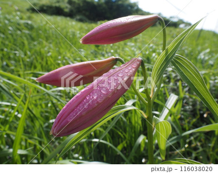 朝露とヒメサユリの蕾 朝露とヒメサユリの蕾 116038020