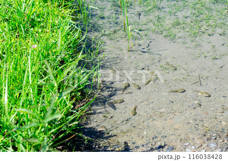 透き通るほど綺麗な水を湛える水田に育つオタマジャクシ 透き通るほど綺麗な水を湛える水田に育つオタマジャクシ 116038428