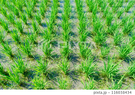 植えられて1ヶ月程度経過した等間隔に植えられている稲 116038434