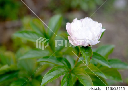 細い茎を伸ばして立ち上がって咲いている芍薬の花 116038436