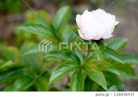 細い茎を伸ばして立ち上がって咲いている芍薬の花 116038437