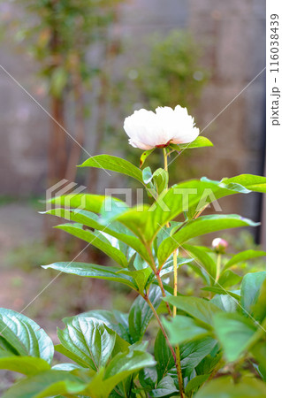 細い茎を伸ばして立ち上がって咲いている芍薬の花 116038439