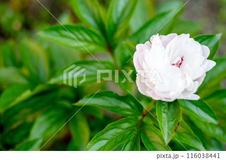 細い茎を伸ばして立ち上がって咲いている芍薬の花 116038441
