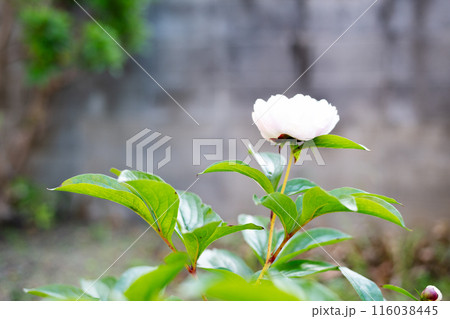細い茎を伸ばして立ち上がって咲いている芍薬の花 116038445