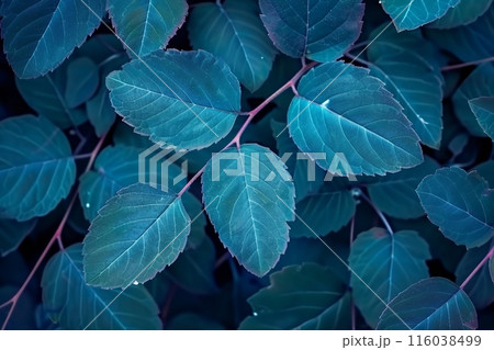 blue japanese knotweed plant leaves in wintertime, blue background 116038499