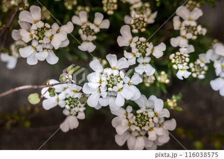 白いイベリスの花 白いイベリスの花 116038575