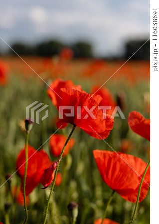 Beautiful red poppies in a field at sunset. Blooming poppy field 116038691