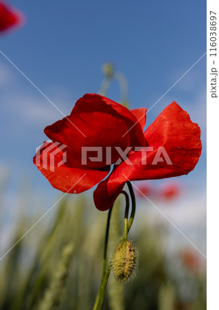 Beautiful red poppies in a field at sunset. Blooming poppy field 116038697