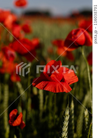Beautiful red poppies in a field at sunset. Blooming poppy field Beautiful red poppies in a field at sunset. Blooming poppy field 116038701