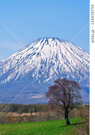 北海道京極町 望羊の丘の一本桜と羊蹄山 116038759