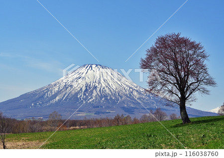 北海道京極町 望羊の丘の一本桜と羊蹄山 北海道京極町 望羊の丘の一本桜と羊蹄山 116038760