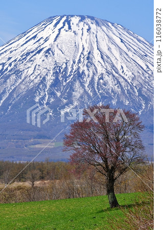 北海道京極町 望羊の丘の一本桜と羊蹄山 北海道京極町 望羊の丘の一本桜と羊蹄山 116038772