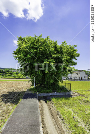 備中高松城跡　ごうやぶ遺跡　岡山県岡山市 116038887