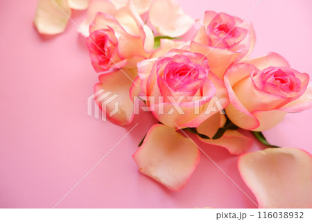 ピンクの薔薇の花びら、ピンク、ピンク背景 116038932