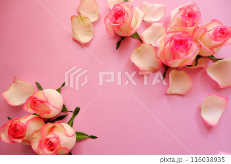 ピンクの薔薇の花びら、ピンク、ピンク背景 116038935