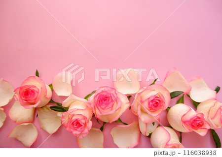 ピンクの薔薇の花びら、ピンク、ピンク背景 116038938