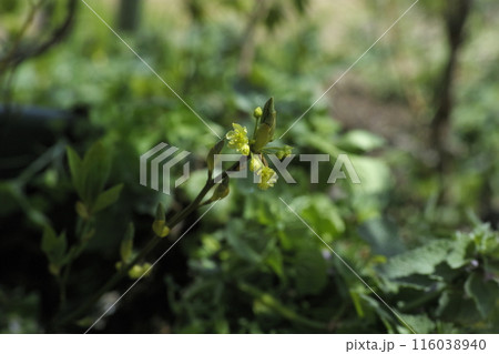 チョウセンゴミシの花 116038940