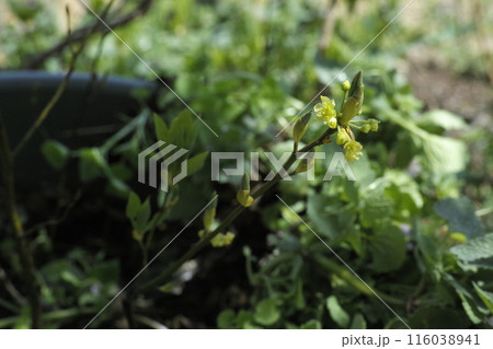 チョウセンゴミシの花 チョウセンゴミシの花 116038941