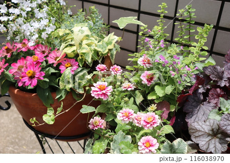 玄関前の花の寄せ植え＆寄せ鉢 116038970