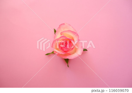 ピンクグラデーションのバラの花 ピンクグラデーションのバラの花 116039070