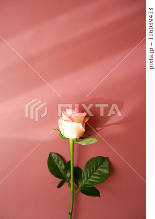 ブラウン背景とピンググラデーションの薔薇と花びら 116039413