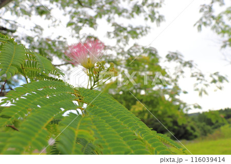 ネムノキ　花　曇り空 116039414