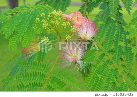 ネムノキ　花　曇り 116039432