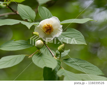 美しい白の夏椿の花 美しい白の夏椿の花 116039526