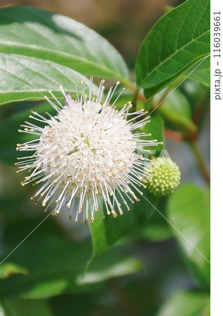 タニワタリの花 タニワタリの花 116039661