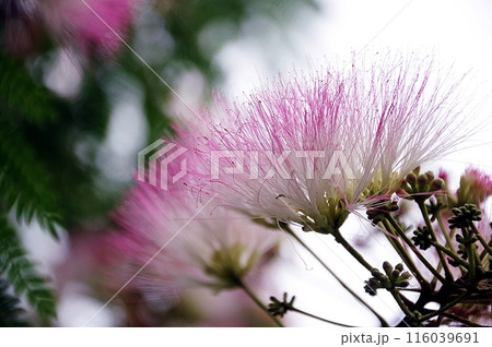 ピンクのねむの木の花 ピンクのねむの木の花 116039691