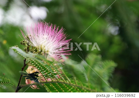 ねむの木の花 ねむの木の花 116039692